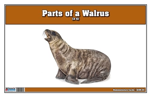 Parts of a Walrus Three Part Cards (3-6)