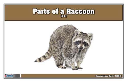 Parts of a Raccoon Three Part Cards (3-6)