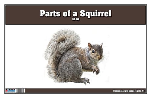 Parts of a Squirrel Three Part Cards (3-6)
