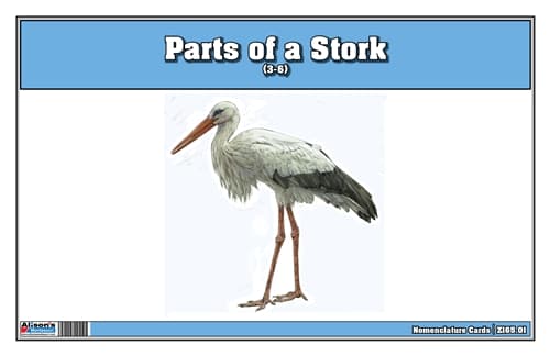Parts of a Stork Three Part Cards (3-6)