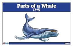 Parts of a Whale Three Part Cards (3-6)