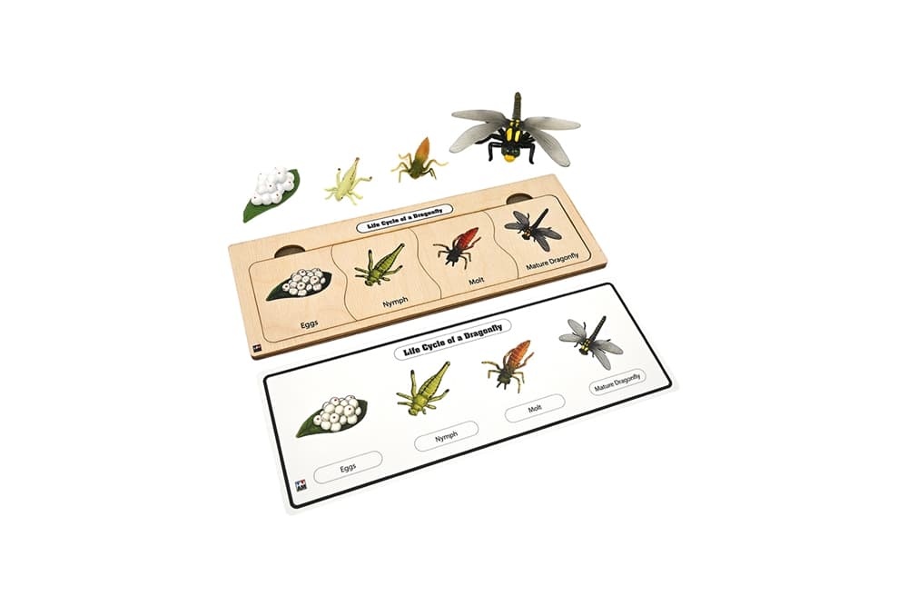 Life Cycle Set: Dragonfly