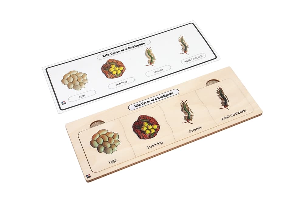Life Cycle Puzzle: Centipede