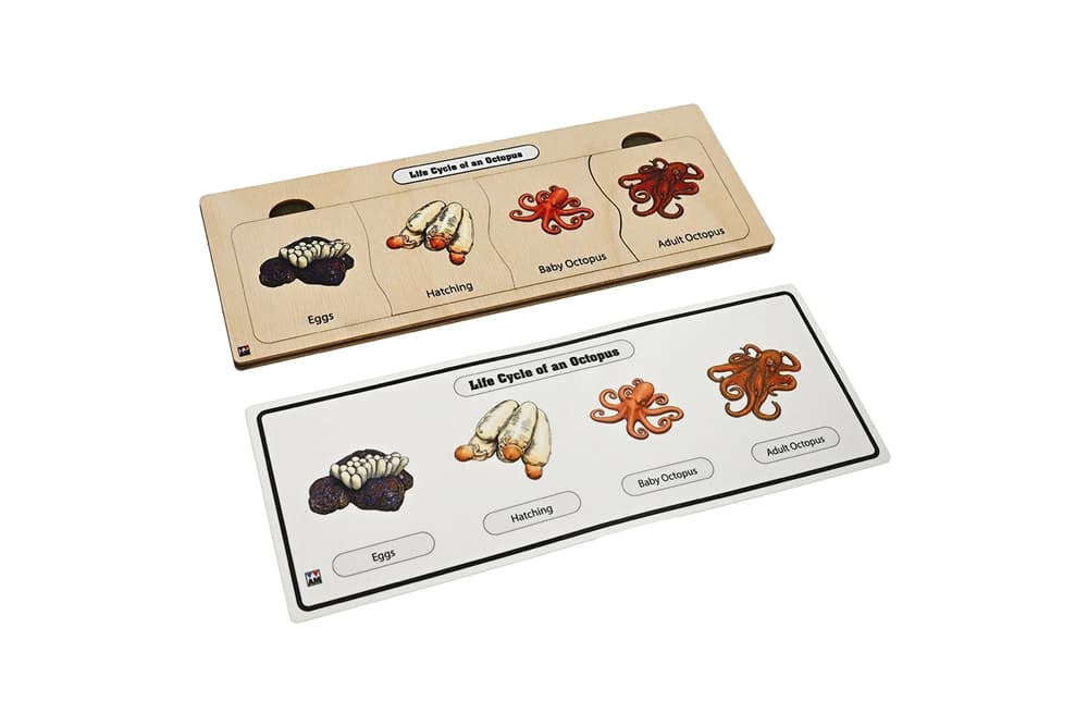 Life Cycle Puzzle: Octopus