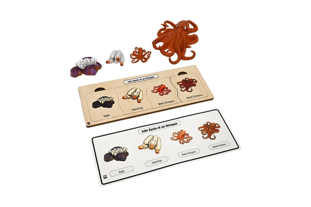 Life Cycle Set: Octopus