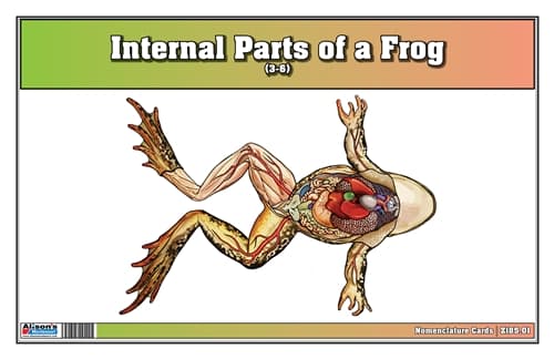 Internal Parts of a Frog Nomenclature Cards (3-6)