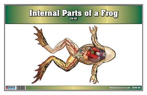 Internal Parts of a Frog Nomenclature Cards (6-9)
