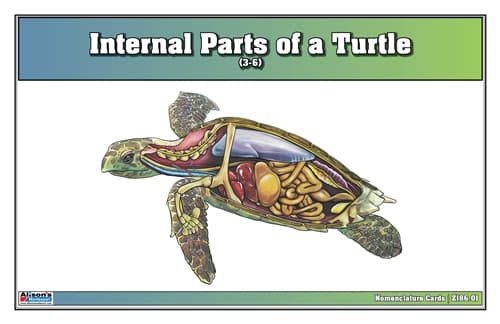 Turtle Internal Parts – Nomenclature (3–6)