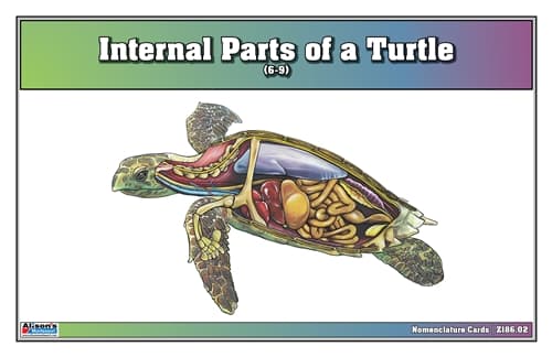 Turtle Internal Parts – Nomenclature (6–9)