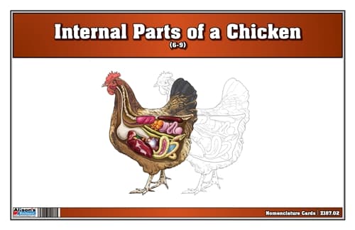 Chicken Internal Parts – Nomenclature (6–9)