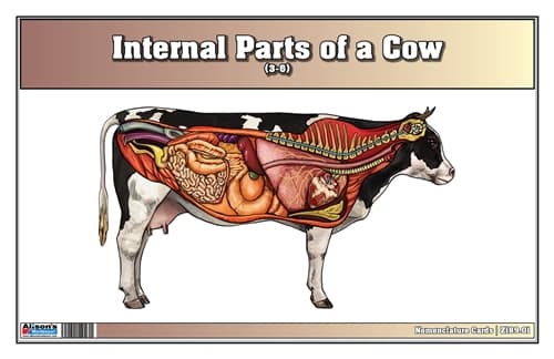 Cow Internal Parts – Nomenclature Cards (3–6)