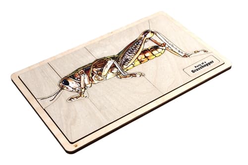 Parts of a Grasshopper Puzzle and Cards (3-6)