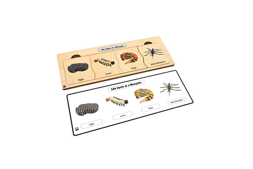 Life Cycle Puzzle: Mosquito