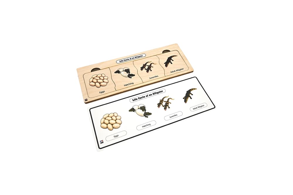 Life Cycle Puzzle: Alligator