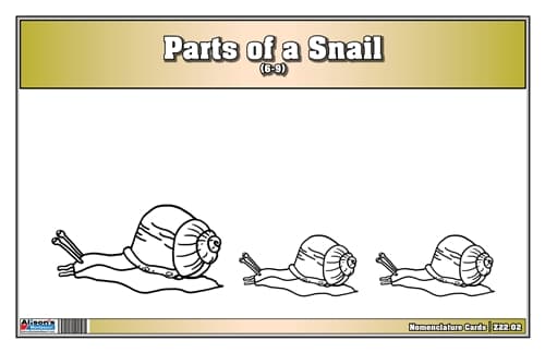 Parts of a Snail Nomenclature Cards (6--9)