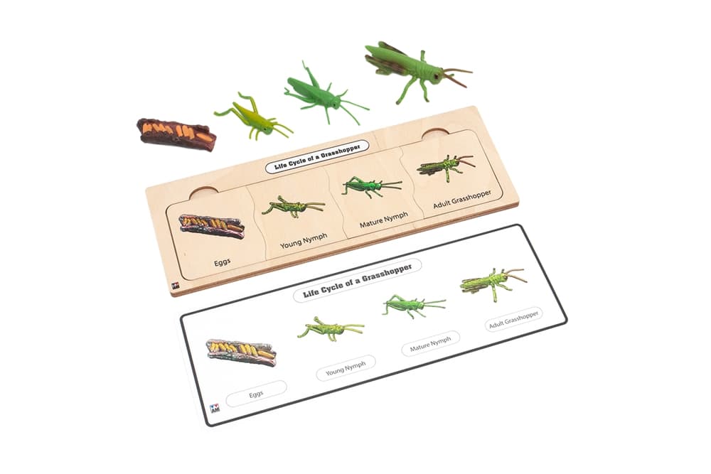 Life Cycle Set: Grasshopper