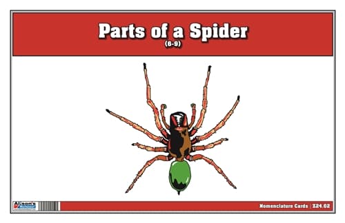 Parts of a Spider Nomenclature Cards (6-9)