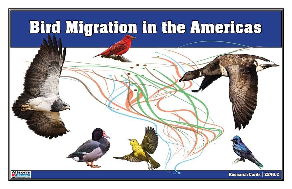 Bird Migration in the Americas: Research Cards
