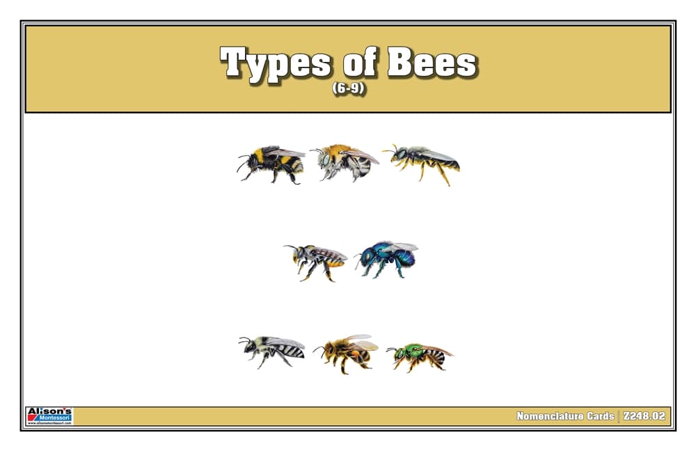 Types of Bees Nomenclature Cards 6-9 (Printed)