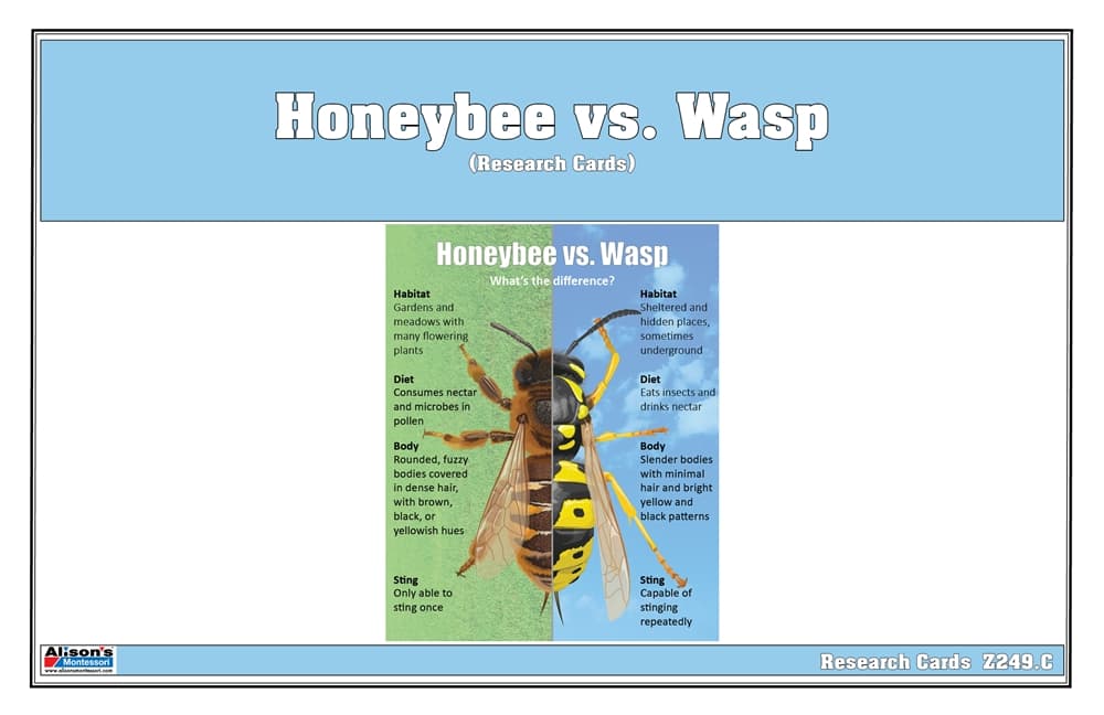 Honeybee vs Wasp Research Cards