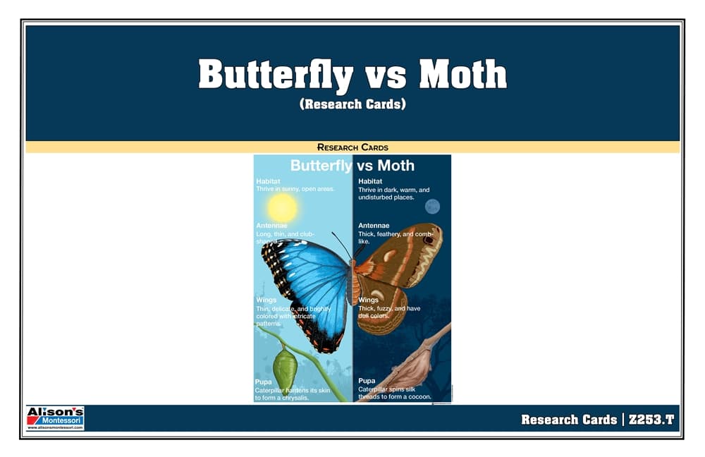 Butterfly vs Moth Research Cards