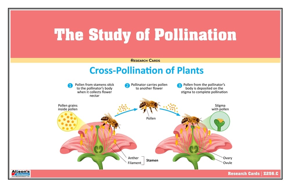 The Study of Pollination Supplement