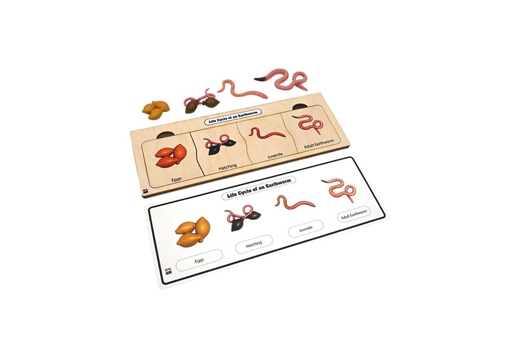 Life Cycle Set: Earthworm 1