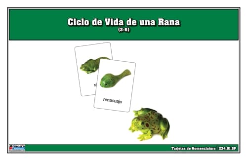 Ciclo de Vida de la Rana – Nomenclatura