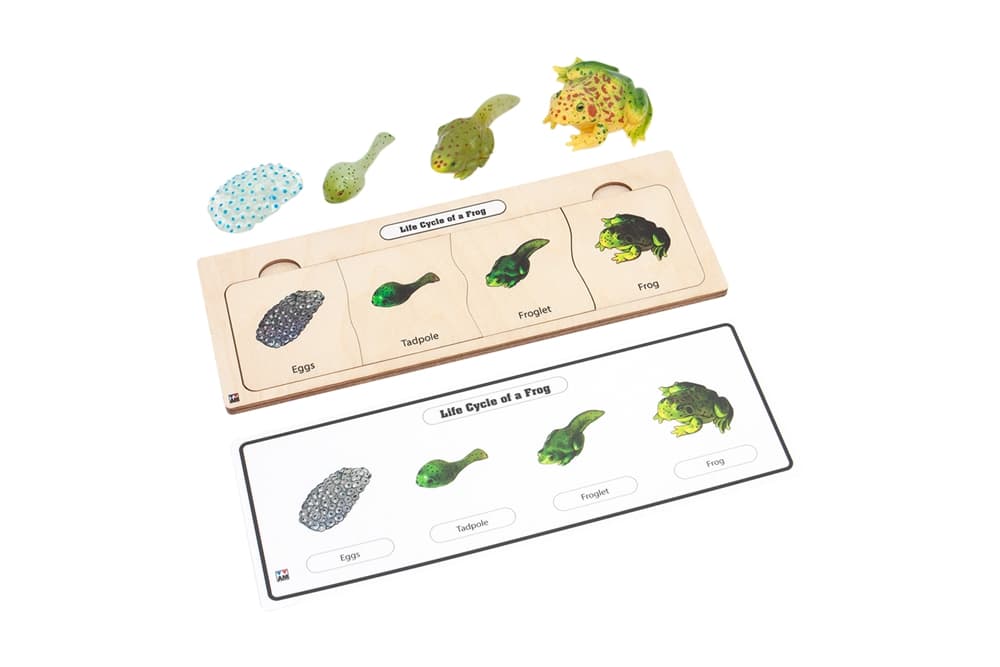 Life Cycle Set: Frog 1 (Four Stages)