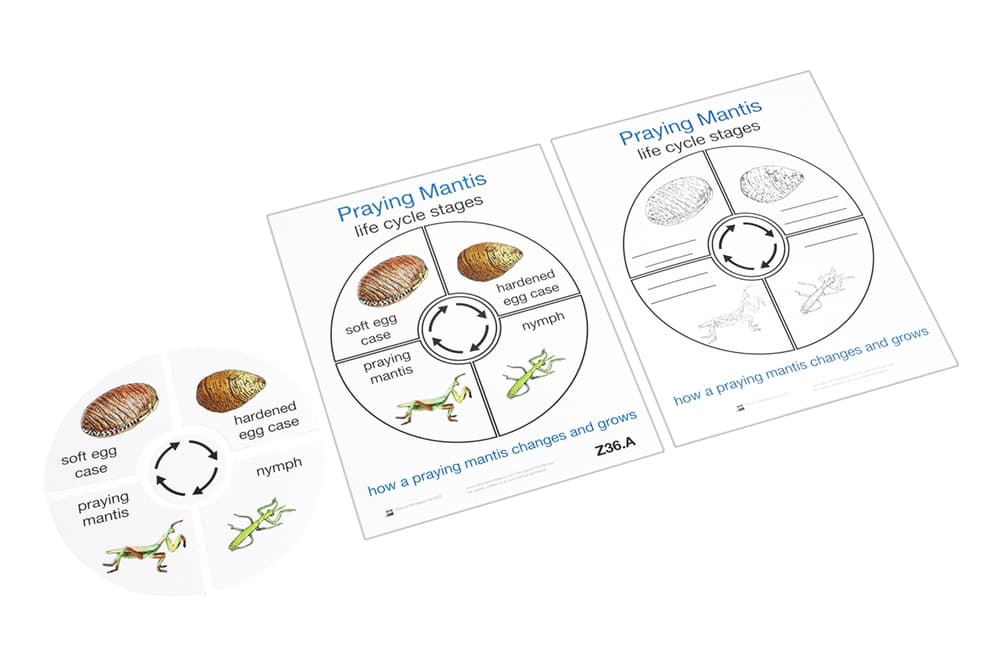 Life Cycle of a Praying Mantis Cards