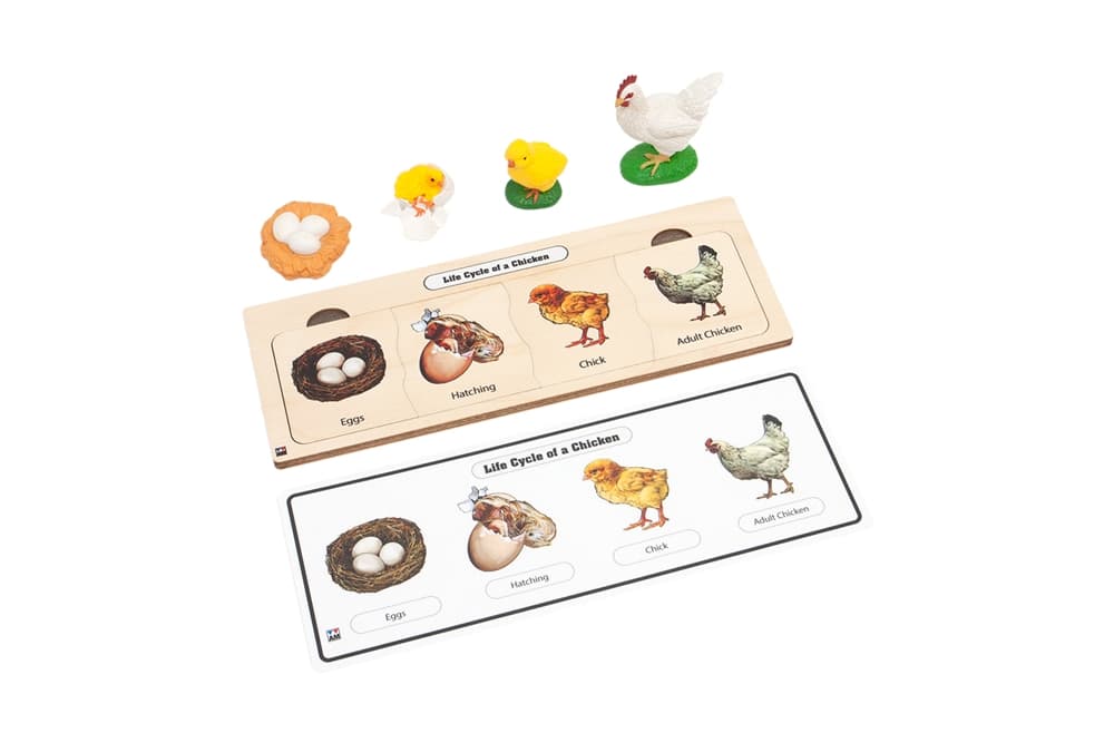 Life Cycle Set: Chicken