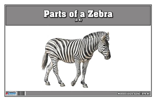 Parts of a Zebra Three Part Cards