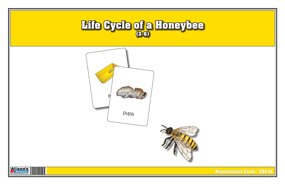 Life Cycle of a Honeybee Nomenclature Cards
