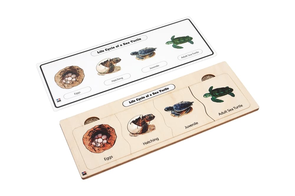 Life Cycle Puzzle: Sea Turtle