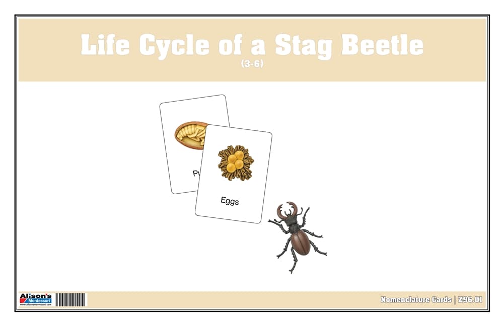 Life Cycle of a Stag Beetle Nomenclature Cards