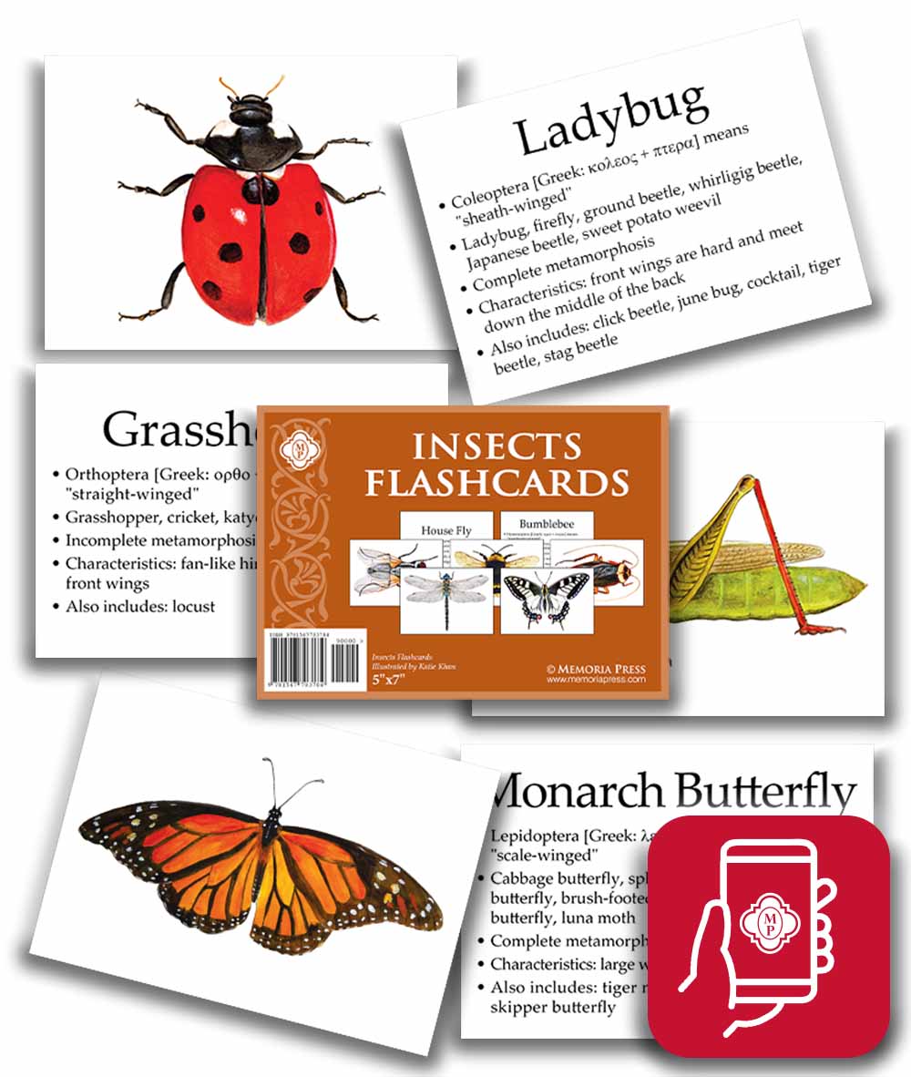 Insects Flashcards (App Access)